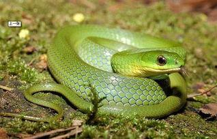 国产宠物蛇视频网站,揭秘蛇类爱好者们的“神秘乐园”